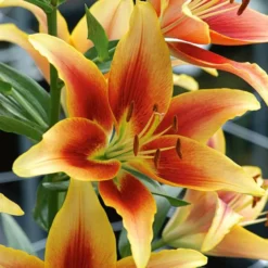 Extended-Season Lily Mix -Tree Bower Sales x600 13965
