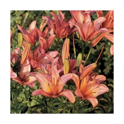 Extended-Season Lily Mix -Tree Bower Sales x600 13966