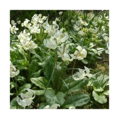 Erythronium Californicum 'White Beauty'