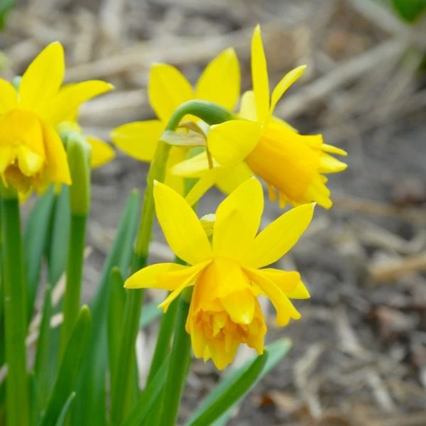 Narcissus 'Tête Bouclé' 3 Narcissus 'Tête Bouclé' - Image 3