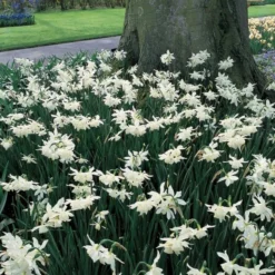 Narcissus 'Thalia' -Tree Bower Sales x600 14150