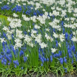 Narcissus 'Thalia' -Tree Bower Sales x600 14151