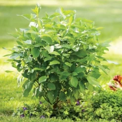 Cornus Stolonifera Arctic Fire® Red