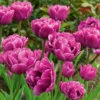 Tulip 'Backpacker'