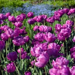 Tulip 'Blue Diamond' -Tree Bower Sales x600 14199