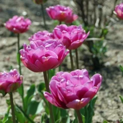 Tulip 'Blue Diamond' -Tree Bower Sales x600 14200