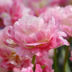 Tulip 'Double Sugar' -Tree Bower Sales x600 14242