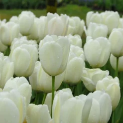 Tulip 'Ivory Floradale' -Tree Bower Sales x600 14262