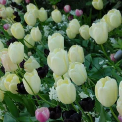Tulip 'Ivory Floradale' -Tree Bower Sales x600 14263