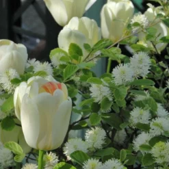 Tulip 'Ivory Floradale' -Tree Bower Sales x600 14264