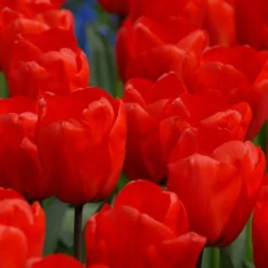 Spring Brights Darwin Hybrid Tulip Mix -Tree Bower Sales x600 14267