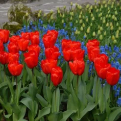 Tulip 'Lalibela' -Tree Bower Sales x600 14269