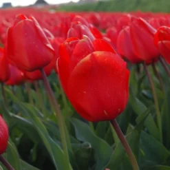 Tulip 'Lalibela' -Tree Bower Sales x600 14270