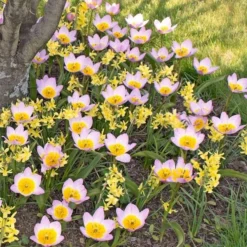 Tulip Bakeri 'Lilac Wonder' 8 Tulip Bakeri 'Lilac Wonder' -Tree Bower Sales x600 14272