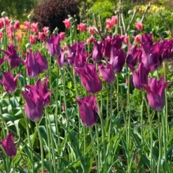 Tulip 'Purple Dream' -Tree Bower Sales x600 14297
