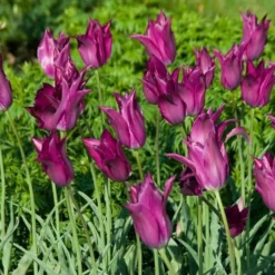 Tulip 'Purple Dream' -Tree Bower Sales x600 14298