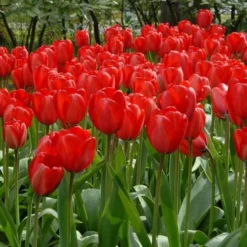 Next Generation Perennial Tulip Mix -Tree Bower Sales x600 14301