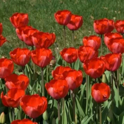 Tulip 'Red Impression' -Tree Bower Sales x600 14302