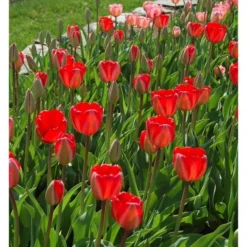 Tulip 'Red Impression' -Tree Bower Sales x600 14303