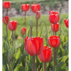 Tulip 'Red Impression' -Tree Bower Sales x600 14304