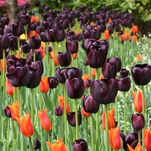 Tulip 'Queen Of Night' 2 Tulip 'Queen Of Night' - Image 2