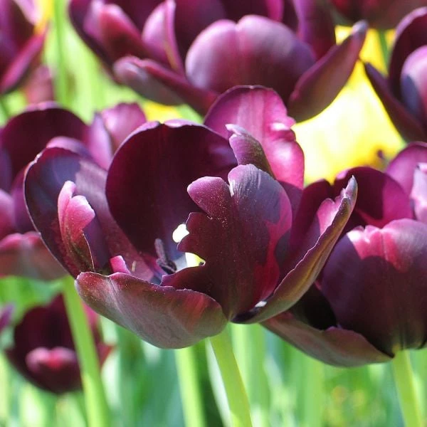 Tulip 'Queen Of Night' 4 Tulip 'Queen Of Night' - Image 4
