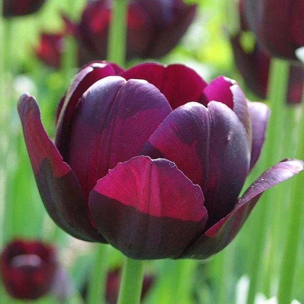 Tulip 'Queen Of Night' 5 Tulip 'Queen Of Night' - Image 5