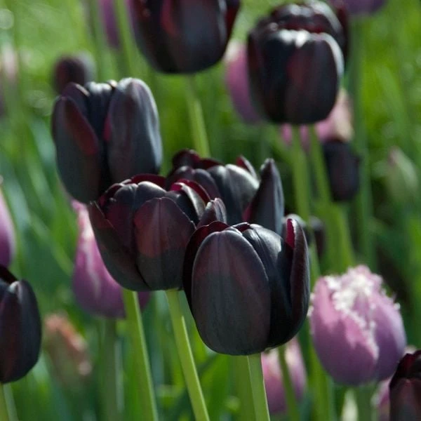 Tulip 'Queen Of Night' 6 Tulip 'Queen Of Night' - Image 6