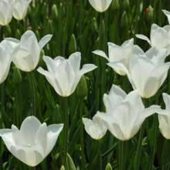 Tulip 'White Triumphator'