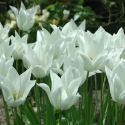 Tulip 'White Triumphator' -Tree Bower Sales x600 14360