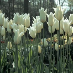 Tulip 'White Triumphator' -Tree Bower Sales x600 14362