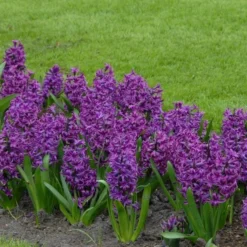Hyacinthus Orientalis 'Purple Sensation' -Tree Bower Sales x600 14386