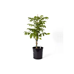 Wisteria Floribunda Lavender Falls