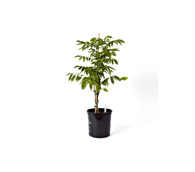 Wisteria Floribunda Lavender Falls 1 Wisteria Floribunda Lavender Falls