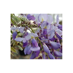 Wisteria Frutescens 'Amethyst Falls'