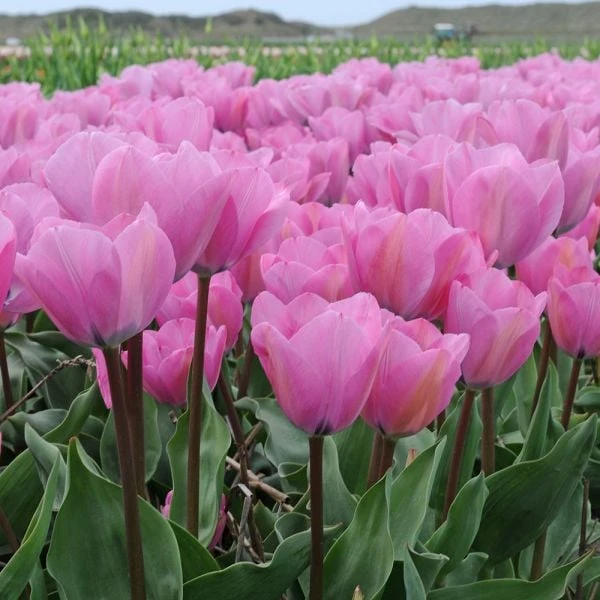Tulip 'Janis Joplin' 1 Tulip 'Janis Joplin'