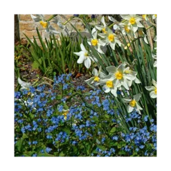 Myosotis Sylvatica -Tree Bower Sales x600 14590