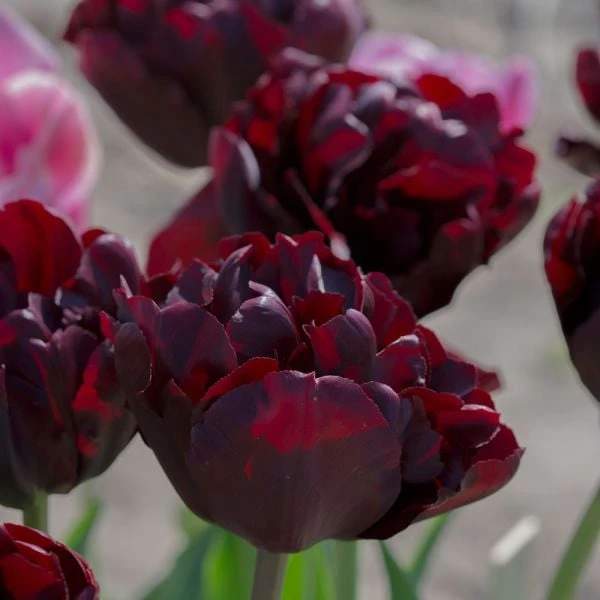 Tulip 'Palmyra' 3 Tulip 'Palmyra' - Image 3