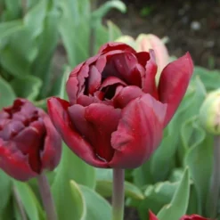 Tulip 'Palmyra' 8 Tulip 'Palmyra' -Tree Bower Sales x600 14597