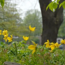Tulip Sylvestris -Tree Bower Sales x600 14627