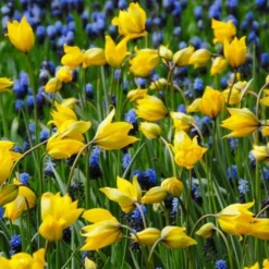 Tulip Sylvestris -Tree Bower Sales x600 14628