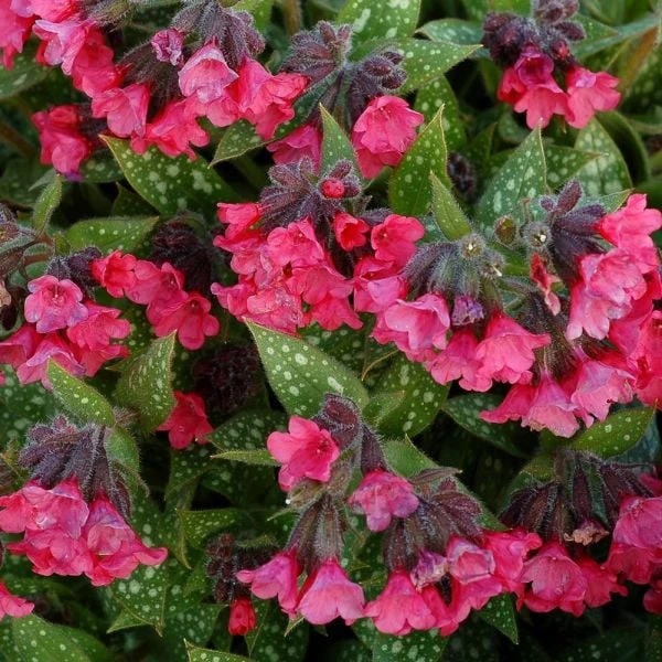 Pulmonaria 'Shrimps On The Barbie' 1 Pulmonaria 'Shrimps On The Barbie'