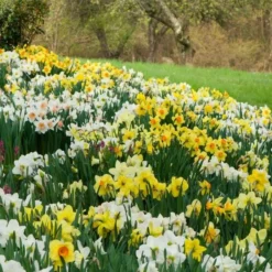 The Works Daffodil Mix -Tree Bower Sales x600 14686 1