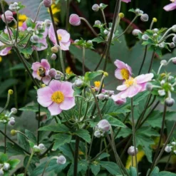 Anemone X Hybrida 'Robustissima' 11 Anemone X Hybrida 'Robustissima' -Tree Bower Sales x600 14688
