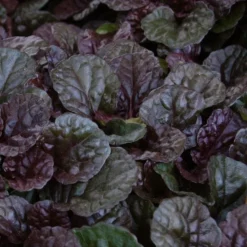 Ajuga Reptans 'Black Scallop' -Tree Bower Sales x600 14691