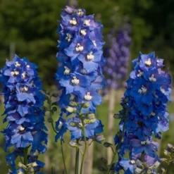 Delphinium Magic Fountains Strain -Tree Bower Sales x600 14697