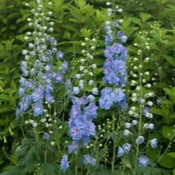 Delphinium Magic Fountains Strain -Tree Bower Sales x600 14700