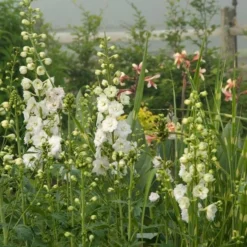 Delphinium Magic Fountains Strain -Tree Bower Sales x600 14701