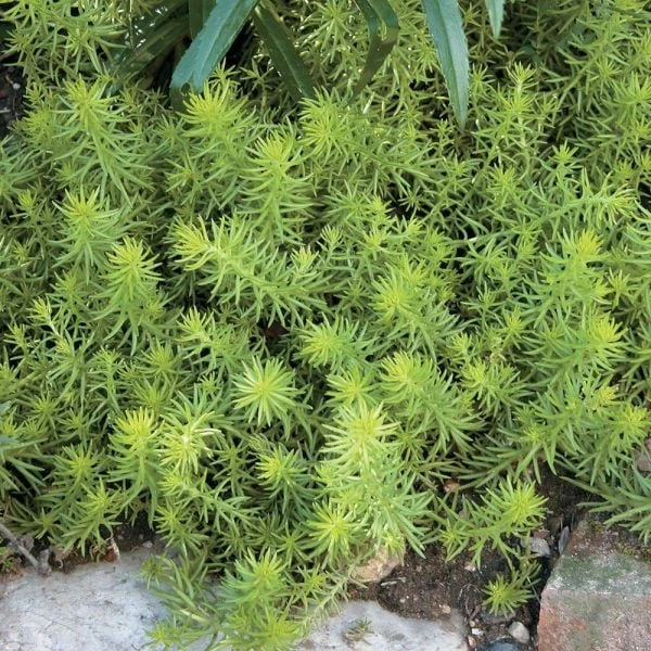 Season's Farewell Collection 5 Season's Farewell Collection - Image 5