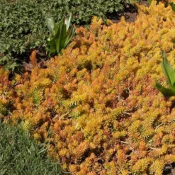 Sedum Rupestre 'Angelina' -Tree Bower Sales x600 14706